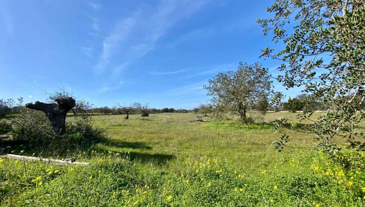 Parcela de terreno en San Rafael